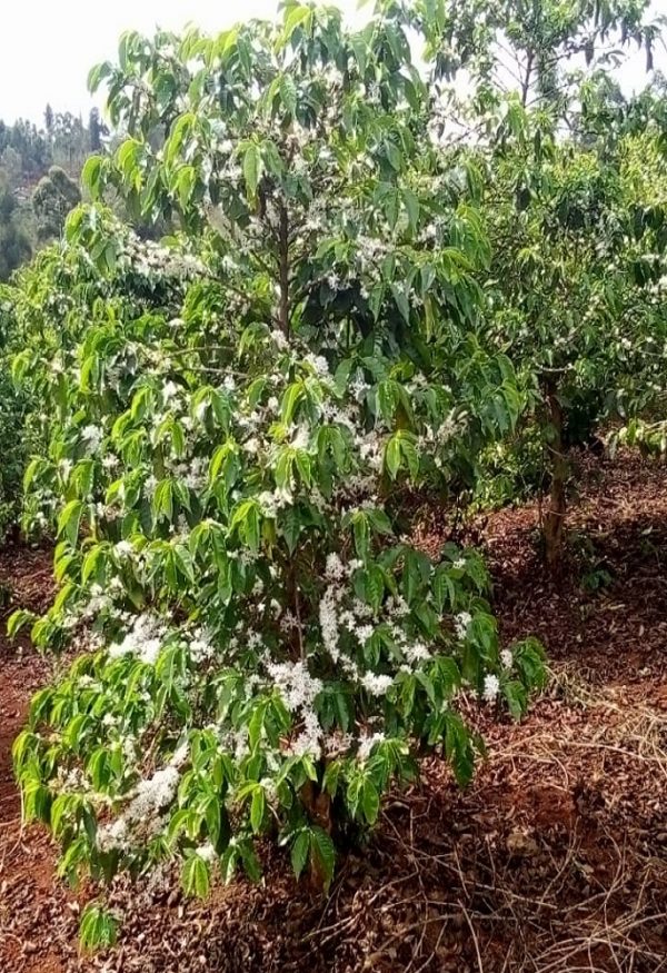 Coffee Plant