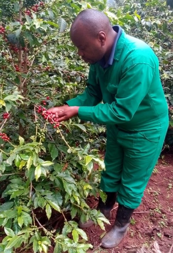 CoffeeBee Farmer Kenya