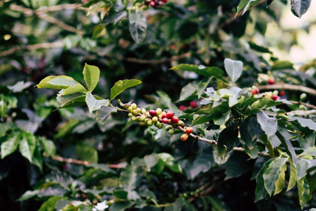 arabica coffee bean tree